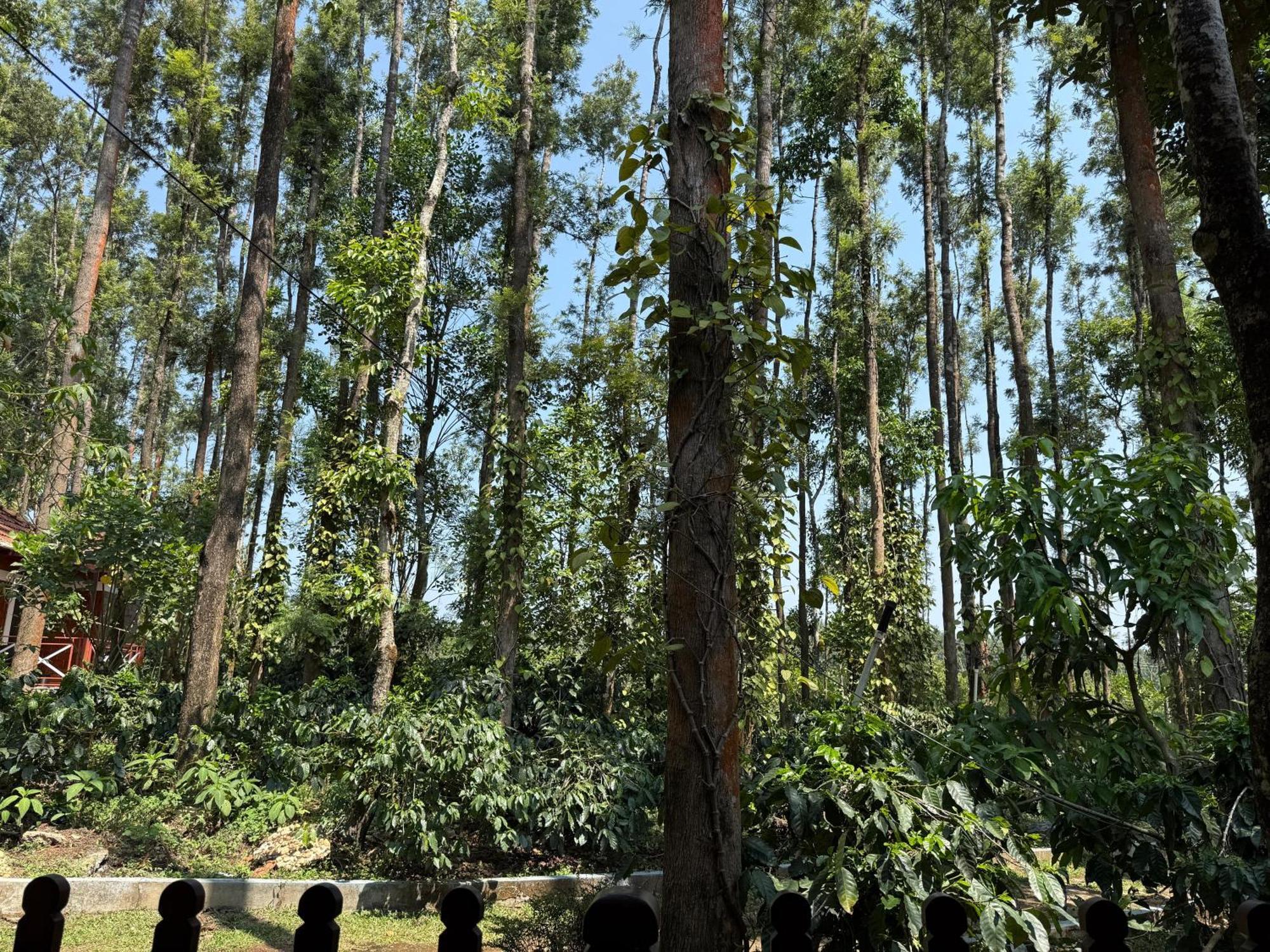 Coffee Grove Resort Chikmagalur Ngoại thất bức ảnh